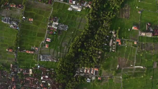 Ris terrasser och palmer i Ubud läge, Bali, Indonesien. Vacker panoramautsikt ovanifrån. — Stockvideo