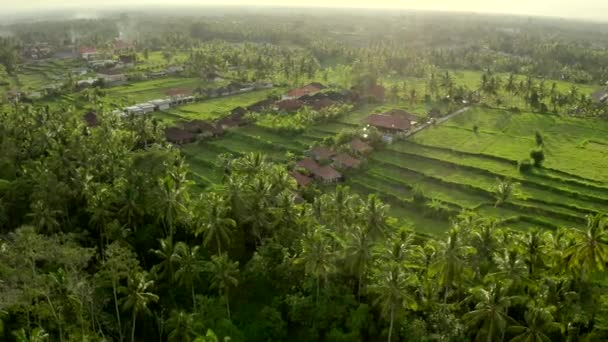 Rice terraces in Ubud location, Bali, Indonesia. Aerial shot. — Stock Video