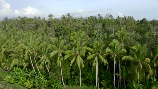 Tarasy ryżowe i tropikalny las palmowy w miejscowości Ubud, Bali, Indonezja. Strzał z powietrza. — Wideo stockowe