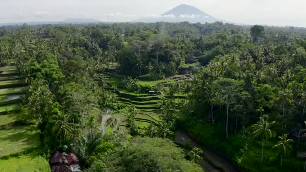 Tegalalang rýžové terasy, Bali, Indonésie. Letecký snímek. — Stock video