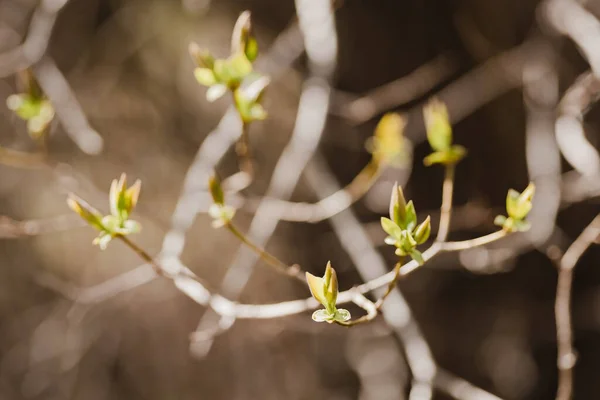 Gally fiatal virágzó levelek tavasszal. — Stock Fotó