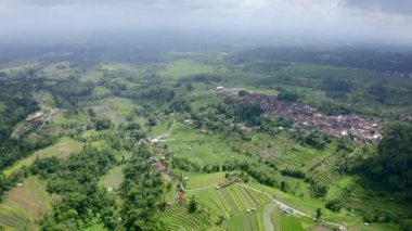 Sabah ışığında Jatiluwih pirinç terasları, Bali, Endonezya. 