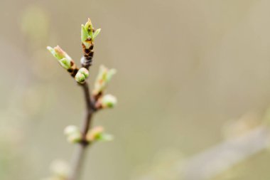 İlkbaharda tomurcuklanan yaprakları olan dal. Tomurcuklar ağaçta açar.