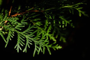 Thuja. Çelişkili bir arka planda yakın plan bir ağaç yaprağı. Boşluğu kopyala. 
