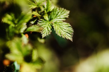 Genç ahududu yaprakları baharda çiçek açar.. 