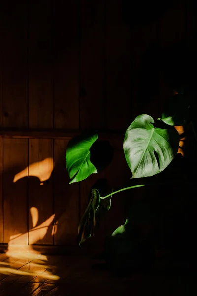 Monstera flower in the sunshine on a dark homogeneous background. Vertical shot. — Stock Photo, Image
