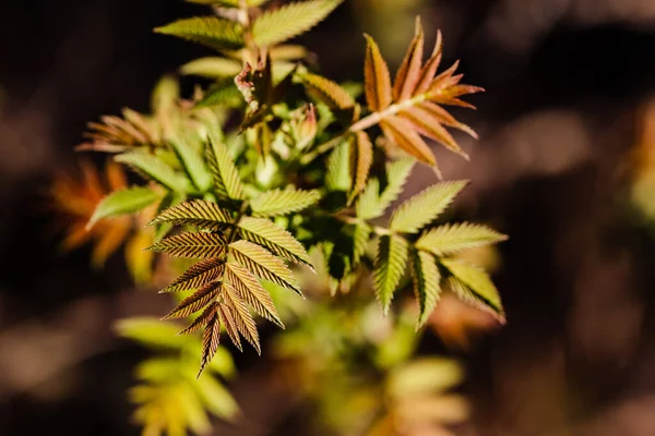 Mountain ash spiraea at the spring. Spirea Sorbaria sorbifolia. — Stock Photo, Image