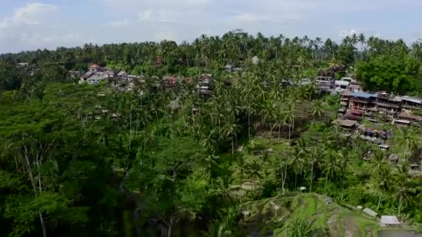 Tegalalang risterrasser, Bali, Indonesien. Flygbild. — Stockvideo