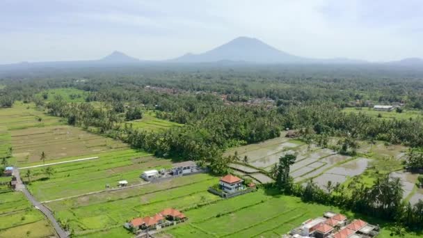 Rice terraces and palms in Ubud location, Bali, Indonesia. Beautiful panoramic aerial shot and view to Agung volcano. — Stock Video