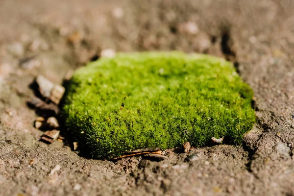 Moss makes its way through the asphalt. Microlife and microgreens. — Stock Photo, Image