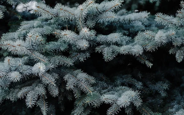 Branches of blue spruce. Close-up. Needles on the tree. — Stock Photo, Image