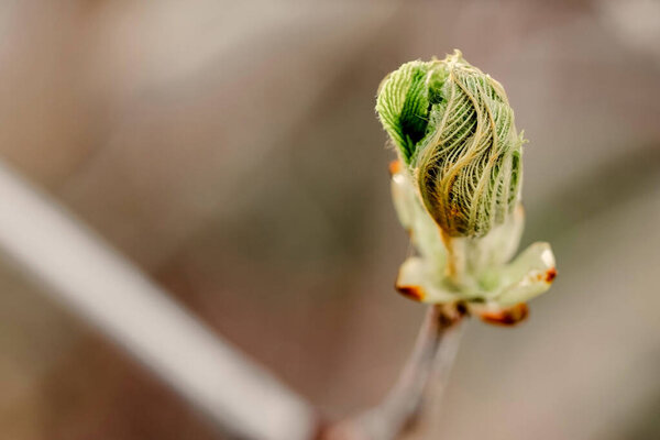 Chestnut tree leaves bloom in spring. Birth and ecological concept. Close-up of the leaf. 