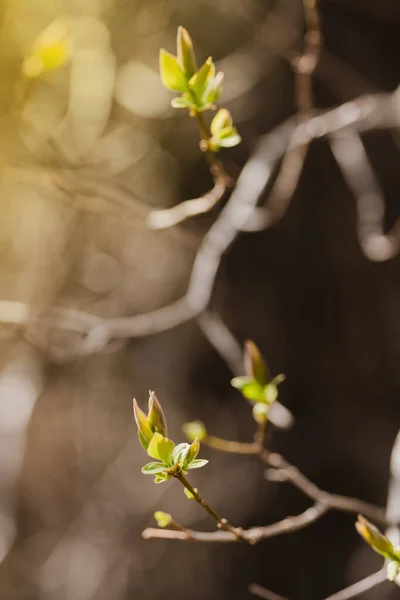 Twig with young blossoming leaves in the spring. Vertical shot. — Stock Photo, Image