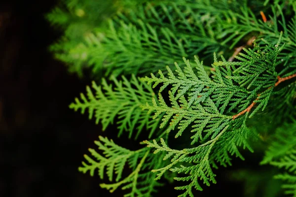Thuja. Leaf of a tree close-up on a contrasting dark background. Copy space.