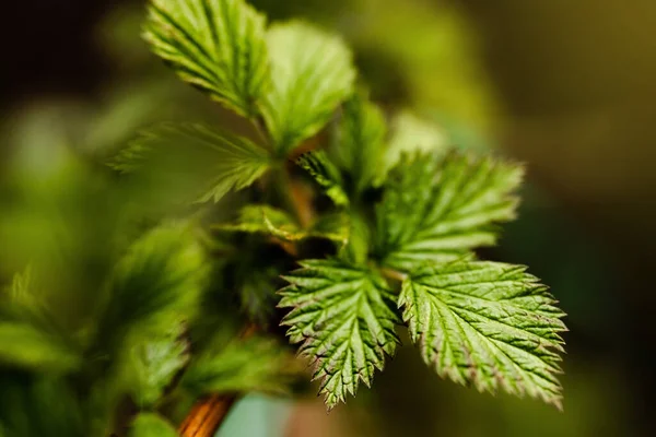 Young raspberry leaves bloom in spring. — Stock Photo, Image