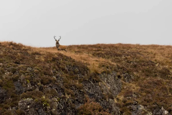 スコットランド高地での誇り高きスタッグ — ストック写真