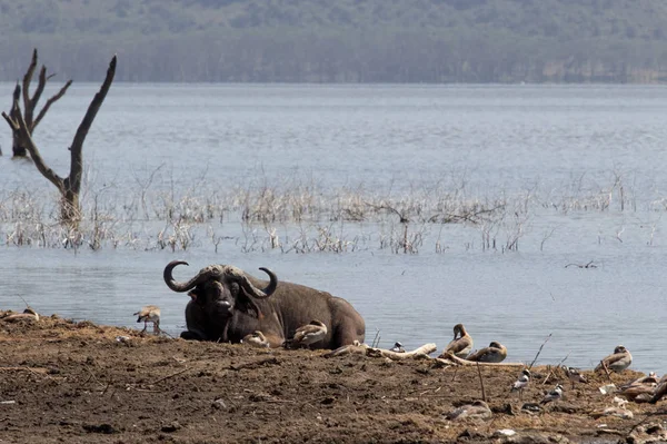 Afrikanischer Büffel am Seeufer — Stockfoto