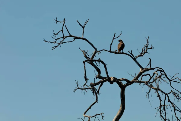 Γεράκι στο δέντρο — Φωτογραφία Αρχείου