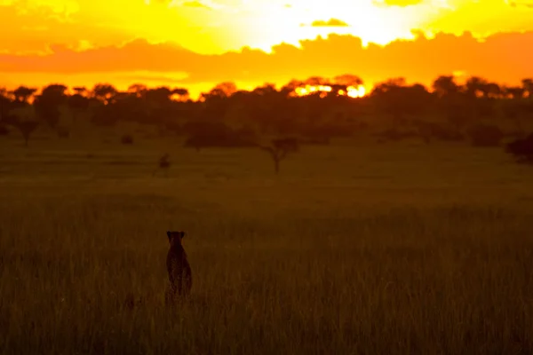 Geparden beobachten Sonnenuntergang Stockfoto
