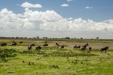 Afrika vahşi hayvanlar