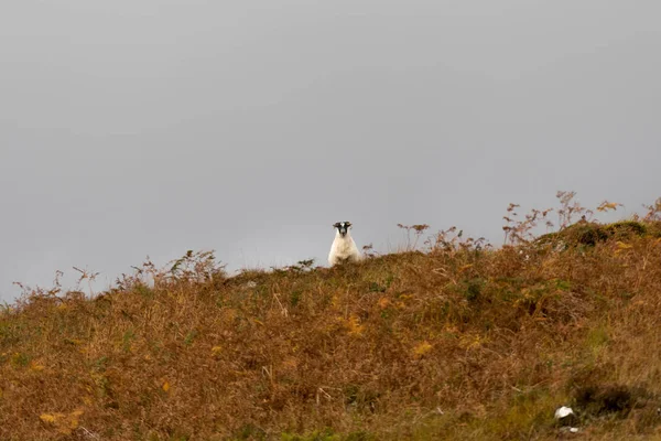 スコットランドのハイランド地方の羊 — ストック写真