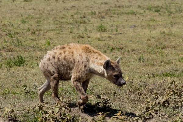 Braunfleckige Hyäne — Stockfoto