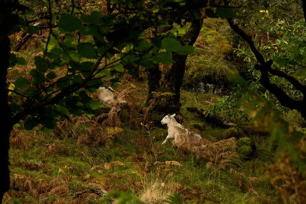 Schafe im Wald — Stockfoto
