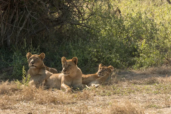 Drei afrikanische Löwin unter einem Baum — Stockfoto