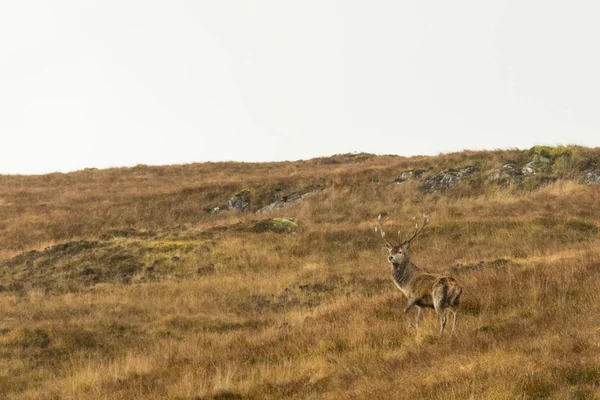 Hirsch im schottischen Hochland Stockbild