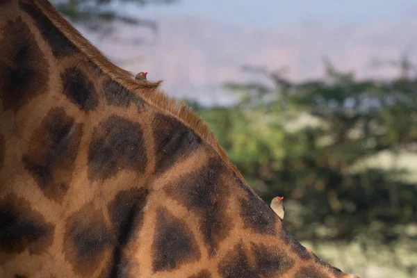 Ochsenpicker am Hals der Giraffe lizenzfreie Stockbilder