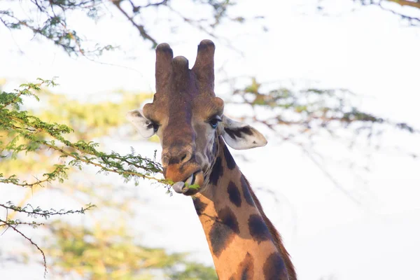 Giraffenessen Stockbild