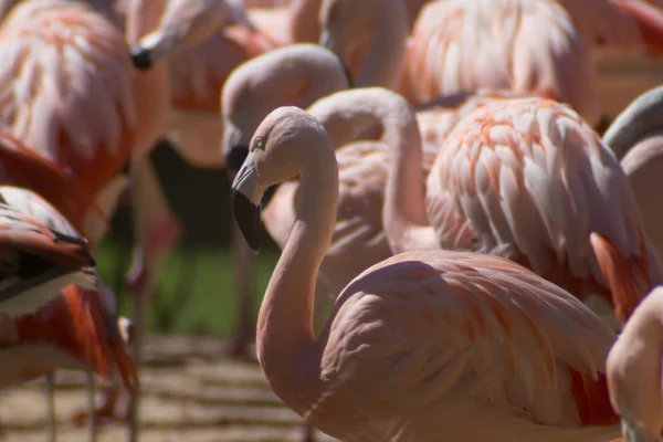 Flamingo Nahaufnahme Stockbild