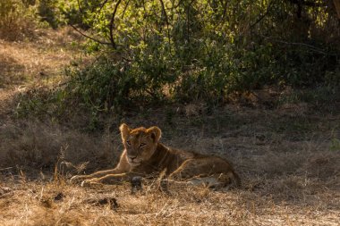 Otlaklar içinde yalan Afrika dişi aslan