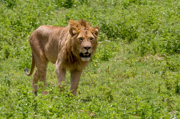 Löwenmännchen im Grasland — Stockfoto