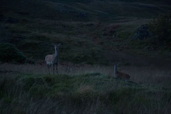 黎明时的鹿 — 图库照片