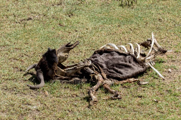 Wildtierkadaver — Stockfoto