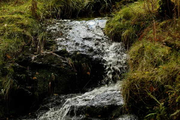 Kleiner Bach im Wald lizenzfreie Stockbilder