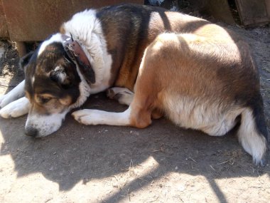 güzel ve nazik ev köpek yatıyor