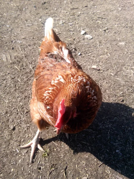 güzel renkli tavuk - tavuk