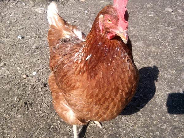 Beautiful Colorful Poultry Chicken — Stock Photo, Image