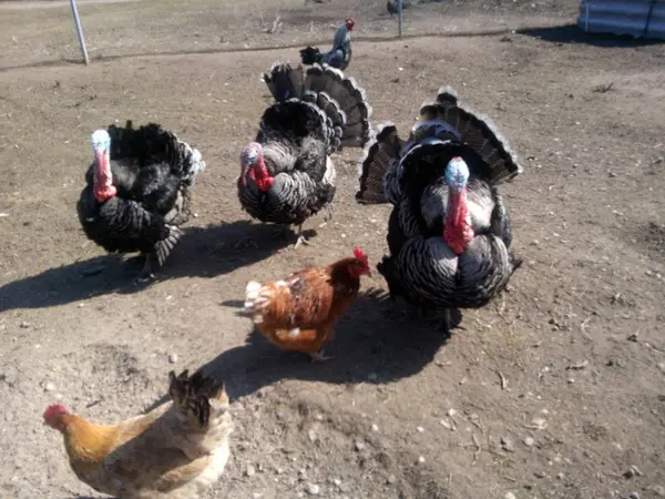güzel çok renkli kümes hayvanları - Türkiye