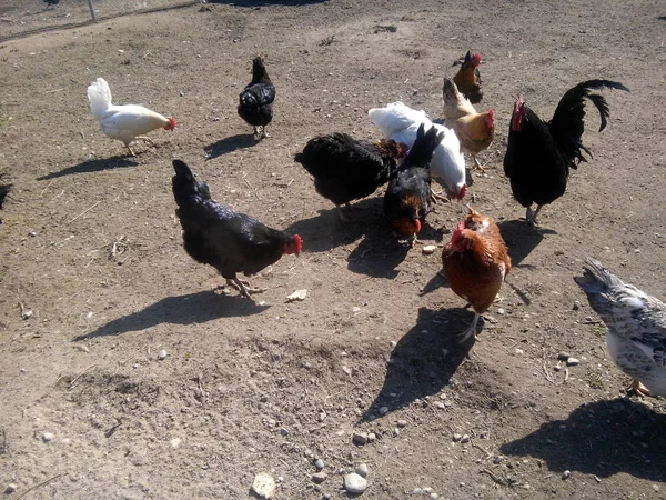 güzel çok renkli tavuk-tavuk