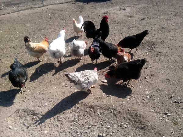 güzel çok renkli tavuk-tavuk