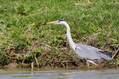 Gri balıkçıl, ardea cinerea, gıda üzerine sığ sularda Tuna Deltası, Avrupa'nın en iyi korunmuş delta aranıyor