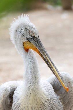 Tepeli pelikan (Pelecanus crispus) dünyanın en büyük ailesinin Pelikan, Tuna Deltası - Romanya, Europe, karada portresi kapatın