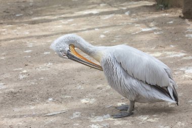 Onun Gaga, Pelikan ailesinin Tuna Deltası - Romanya, Europe dünyanın en büyük üye ile onun tüyleri Temizleme kara tepeli pelikan (Pelecanus crispus)
