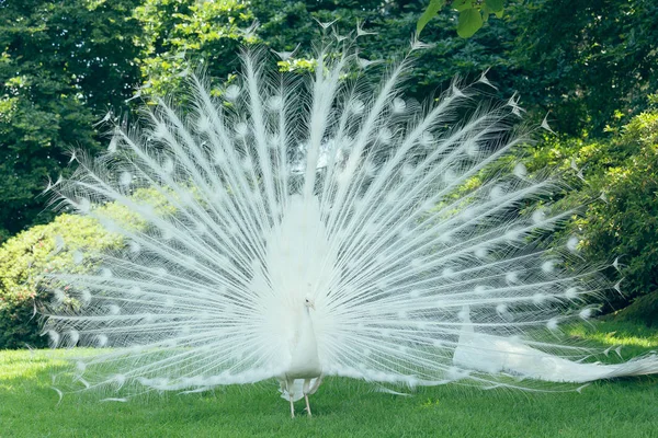 White Peacock (pavo cristatus). Beautiful Indian white Peacock is known for the male impressive white tail feathers and blue eyes