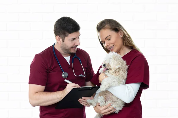 Kleiner Bichon Hund Sitzt Ruhig Bei Tierarzt Untersuchung Lächelnder Tierarzt — Stockfoto