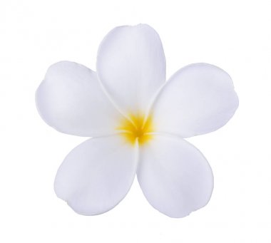 Beyaz frangipani beyaz izole çiçek