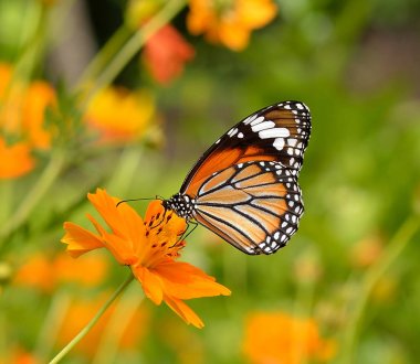Kelebekler ve Çiçekler